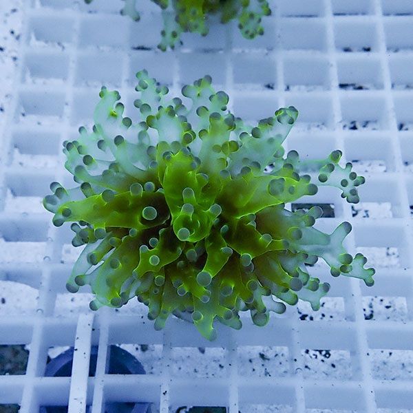 【サンゴ現物3】タコアシサンゴ フラグ!15時までのご注文で当日発送 【...