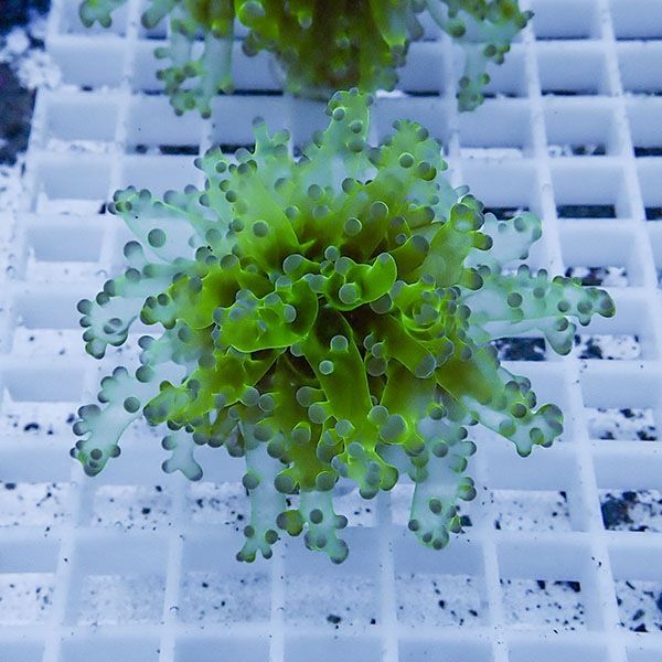 【サンゴ現物4】タコアシサンゴ フラグ!15時までのご注文で当日発送 【...