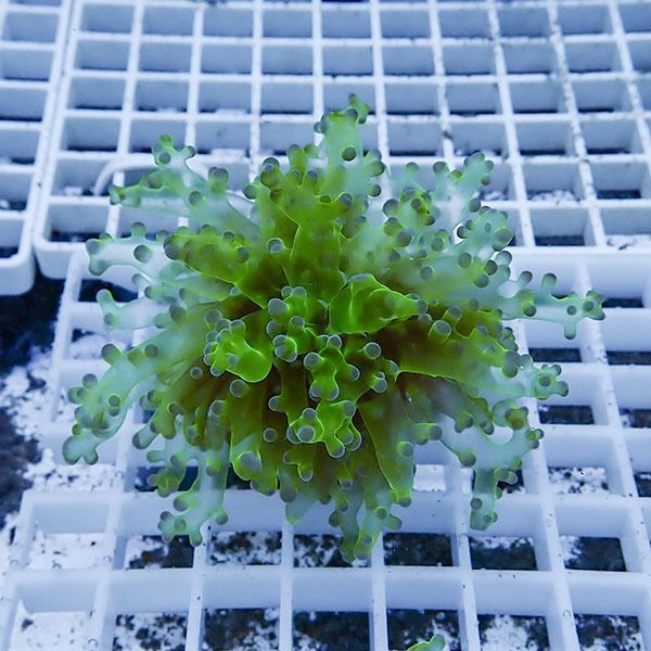 【サンゴ現物5】タコアシサンゴ フラグ!15時までのご注文で当日発送 【...