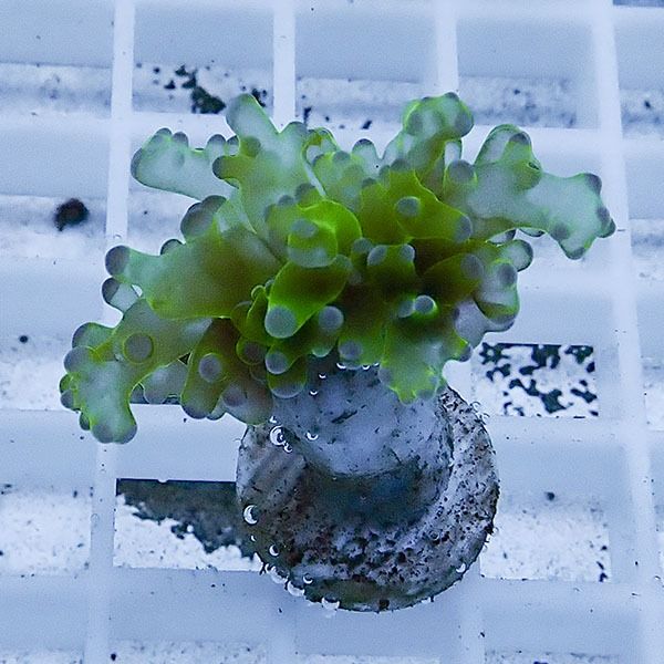 【サンゴ現物6】タコアシサンゴ フラグ!15時までのご注文で当日発送 【...