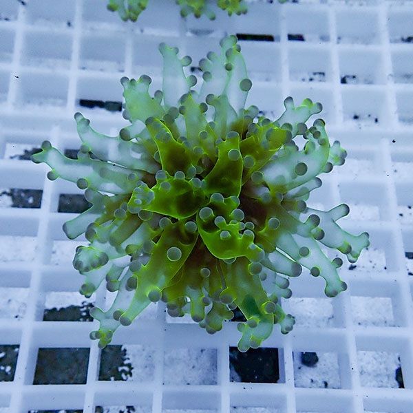 【サンゴ現物7】タコアシサンゴ フラグ!15時までのご注文で当日発送 【...