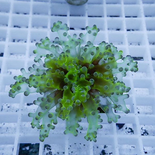 【サンゴ現物8】タコアシサンゴ フラグ!15時までのご注文で当日発送 【...