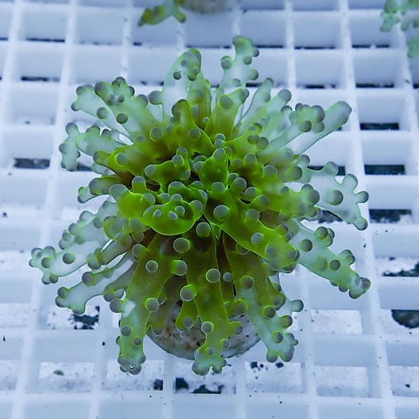 【サンゴ現物13】タコアシサンゴ フラグ!15時までのご注文で当日発送 【...