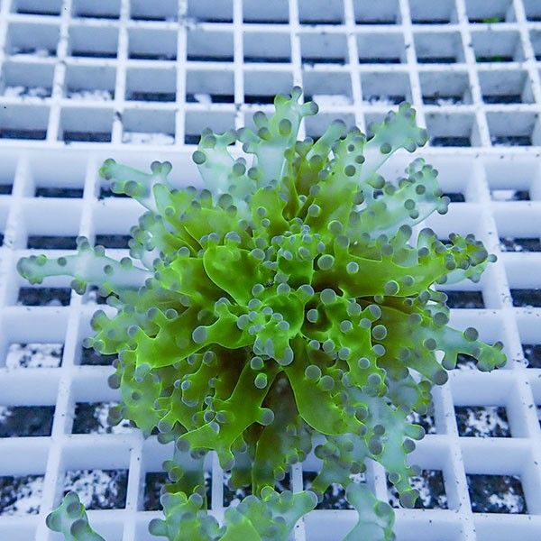 【サンゴ現物10】タコアシサンゴ フラグ!15時までのご注文で当日発送 【...