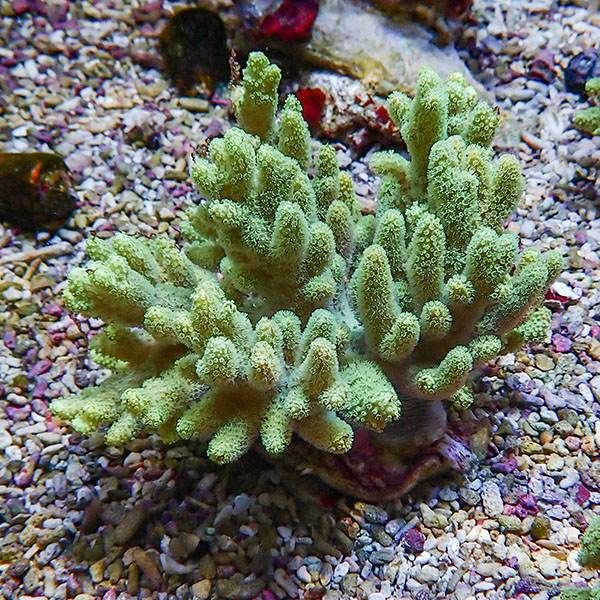【サンゴ現物1】トサカ.sp 11-10cm 沖縄産!15時までのご注文で当日発送 ...