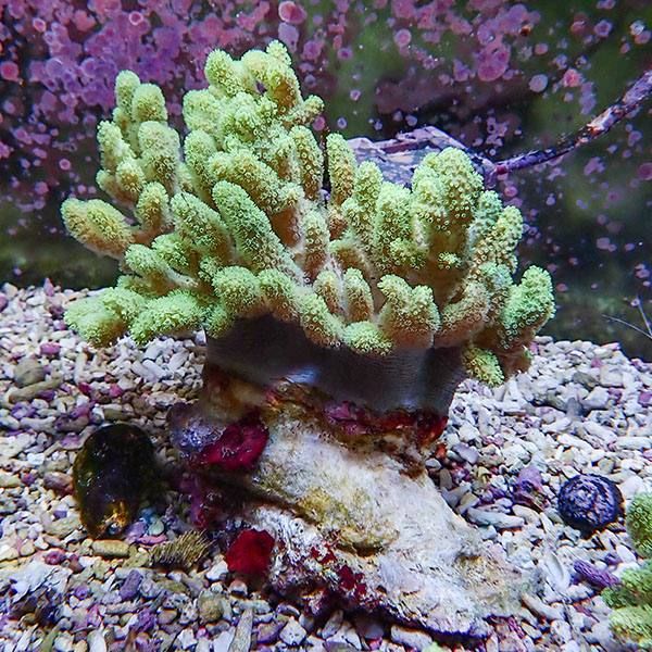 【サンゴ現物2】トサカ.sp 13-15cm 沖縄産!15時までのご注文で当日発送 ...