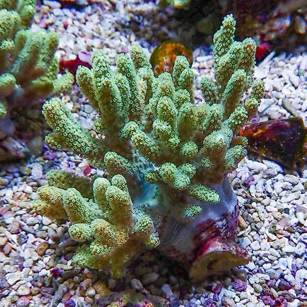 【サンゴ現物3】トサカ.sp 10-10cm 沖縄産!15時までのご注文で当日発送 ...