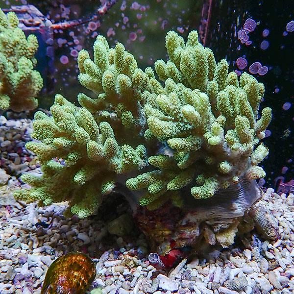 【サンゴ現物4】トサカ.sp 13-16cm 沖縄産!15時までのご注文で当日発送 ...