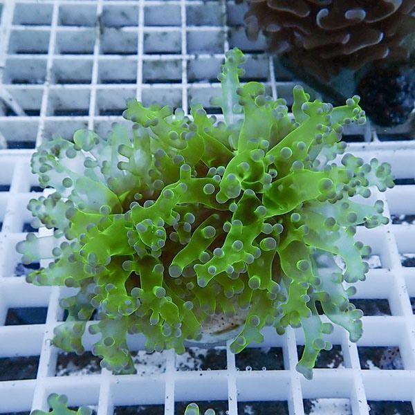 【サンゴ現物20】タコアシサンゴ フラグ!15時までのご注文で当日発送 【...
