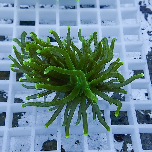 【サンゴ現物5】フラワーコーラルフラグ! 15時までのご注文で当日発送【...
