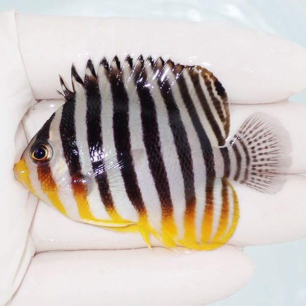 【現物10】sale シマヤッコ 6.5cm±! 海水魚 生体 15時までのご注文で当...