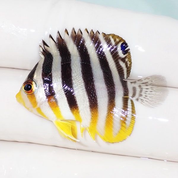 【現物12】sale シマヤッコ 3.8cm±! 海水魚 生体 15時までのご注文で当...