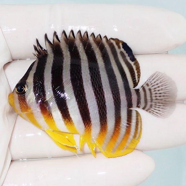 【現物13】sale シマヤッコ 6cm±! 海水魚 生体 15時までのご注文で当日...