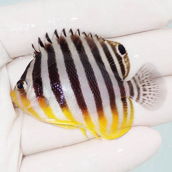 【現物11】sale シマヤッコ 5.5cm±! 海水魚 生体 15時までのご注文で当...