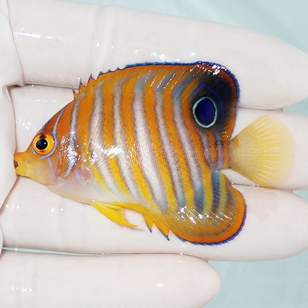 【現物1】ニシキヤッコ 6cm±!海水魚 ヤッコ15時までのご注文で当日発送(...