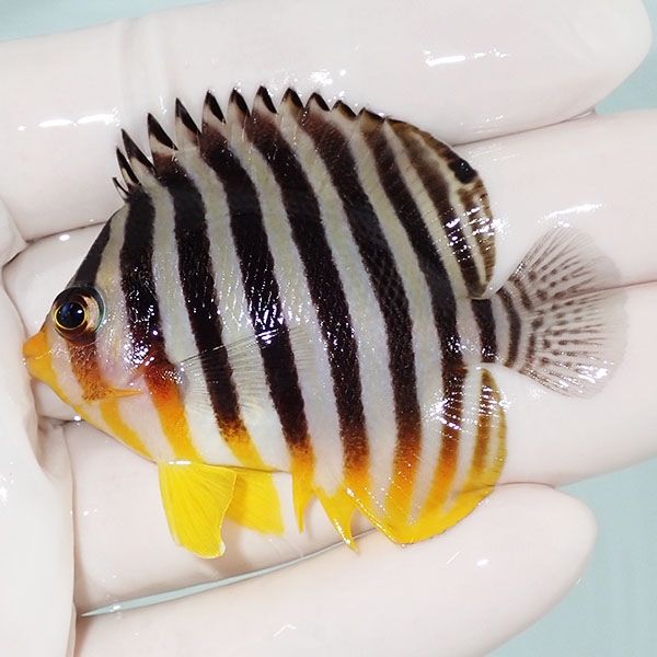 【現物14】sale シマヤッコ 5.5cm±! 海水魚 生体 15時までのご注文で当...