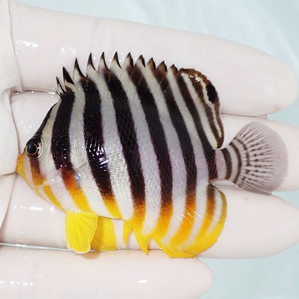 【現物15】sale シマヤッコ 6.5cm±! 海水魚 生体 15時までのご注文で当...
