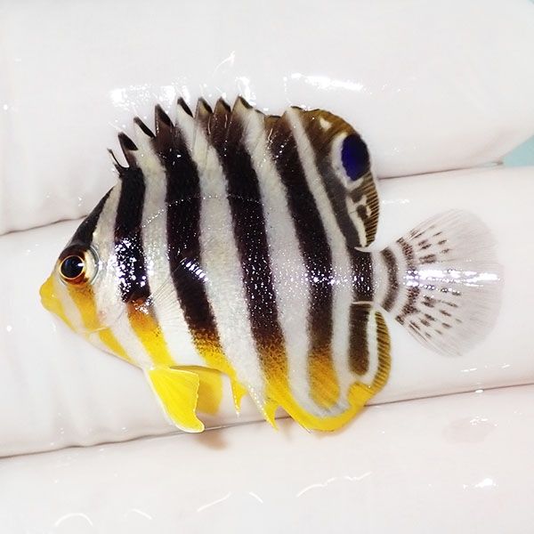 【現物16】sale シマヤッコ 3.7cm±! 海水魚 生体 15時までのご注文で当...