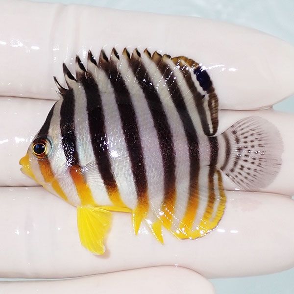 【現物17】sale シマヤッコ 5cm±! 海水魚 生体 15時までのご注文で当日...