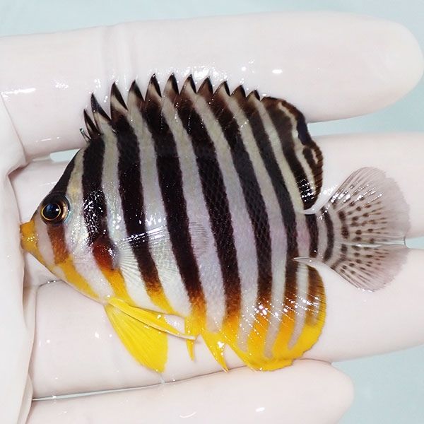 【現物18】sale シマヤッコ 6.3cm±! 海水魚 生体 15時までのご注文で当...