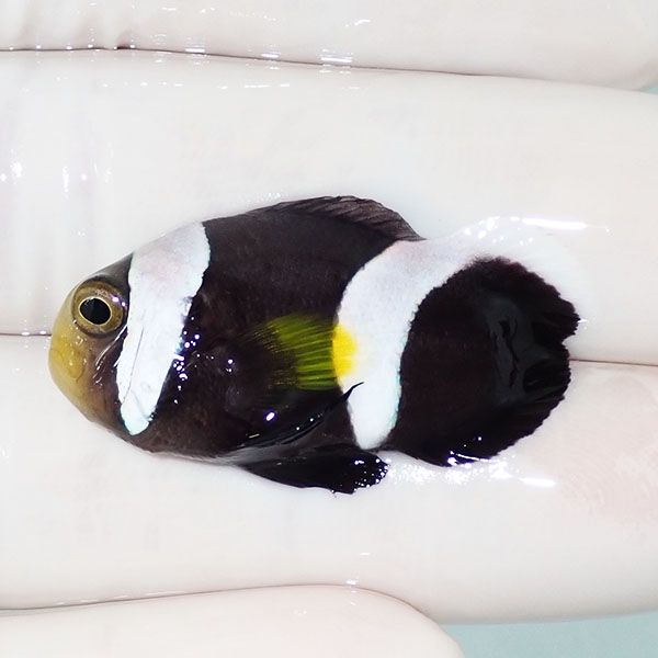 【現物】ホワイトチップアネモネ ハートテール 3.5cm±!海水魚 クマノミ ...