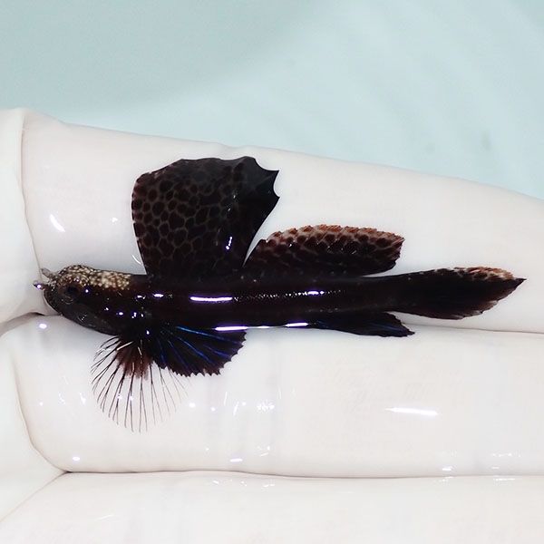 【現物】ホタテツノハゼ 5cm±! 海水魚 ハゼ 15時までのご注文で当日発送...