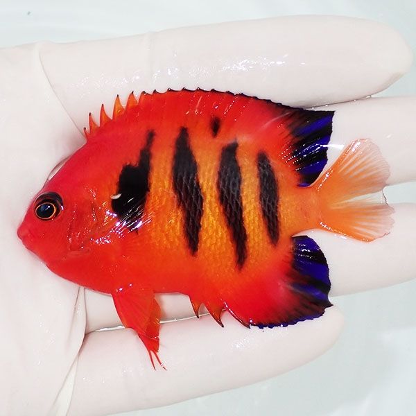【現物1】粒エサOK フレームエンゼル 7.5cm! 海水魚 ヤッコ 15時までの...