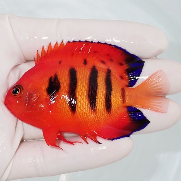 【現物2】粒エサOK フレームエンゼル 7.5cm! 海水魚 ヤッコ 15時までの...
