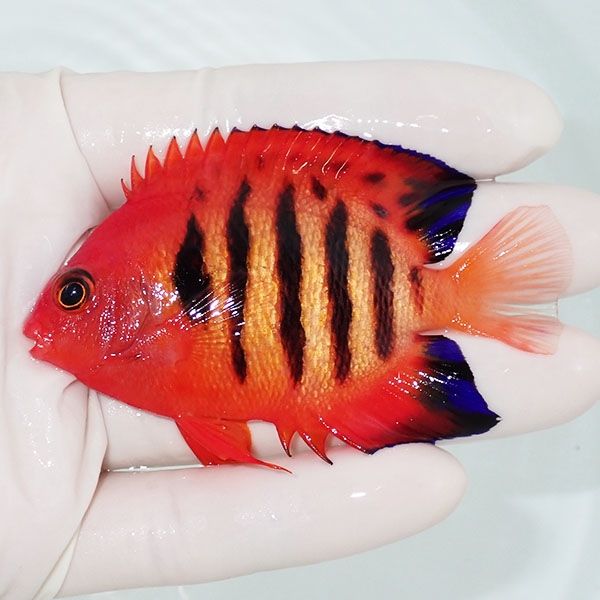 【現物3】粒エサOK フレームエンゼル 7.5cm! 海水魚 ヤッコ 15時までの...