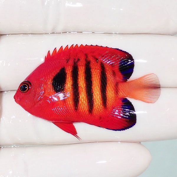 【現物4】粒エサOK フレームエンゼル 4.7cm! 海水魚 ヤッコ 15時までの...