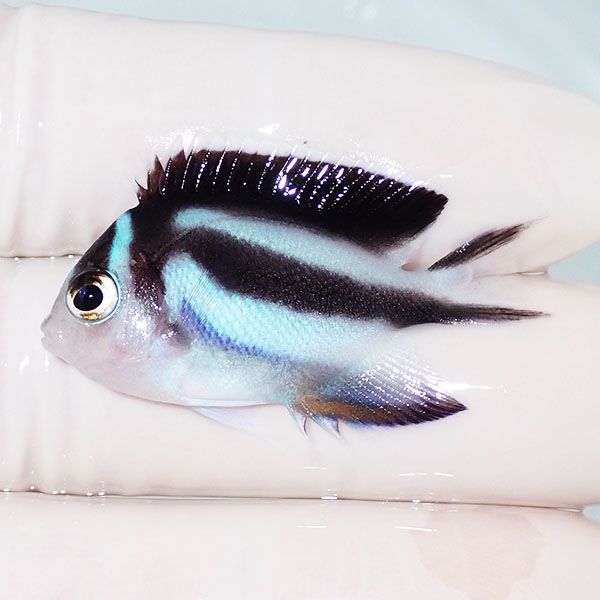 【現物】ベルスエンゼル♀ （オーネイトエンゼル）3.8cm±! 海水魚 ヤッコ...