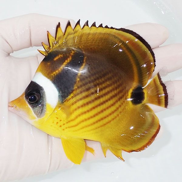 【現物5】チョウハン 10.5cm±!海水魚 チョウチョウウオ 15時までのご注...