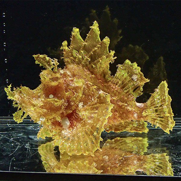 【現物3】ボロカサゴ 15cm± ! 海水魚 15時までのご注文で当日発送【カ...
