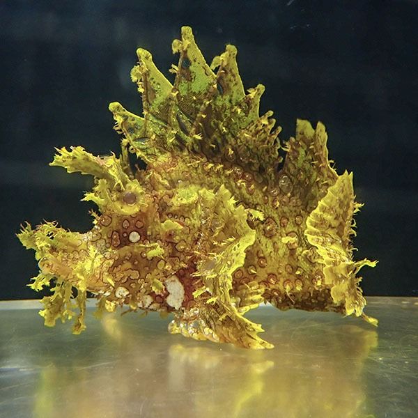 【現物4】ボロカサゴ 16cm±!海水魚 15時までのご注文で当日発送【カサゴ...
