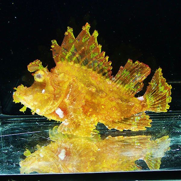 【現物2】ボロカサゴ 15cm± ! 海水魚 15時までのご注文で当日発送【カ...