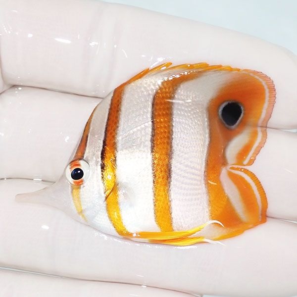 【現物】冷凍餌OK ハシナガチョウ ハートテール 5.5cm± !海水魚 生体 15...