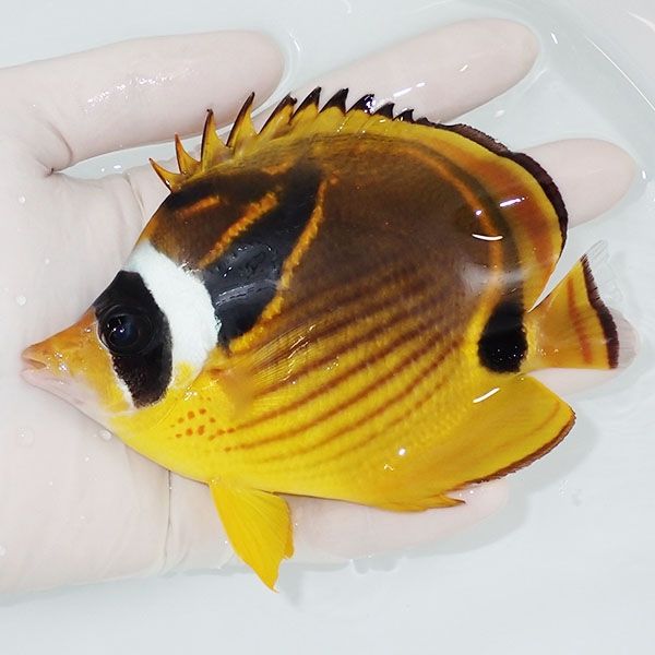 【現物1】チョウハンBIG 12cm±!チョウチョウウオ 海水魚 生体 15時まで...