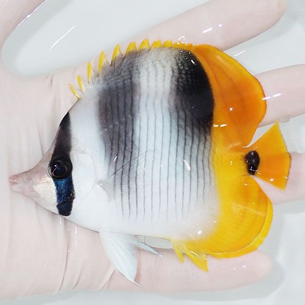 【現物】スダレチョウ 10.5cm±! 海水魚 チョウチョウウオ 15時までの...