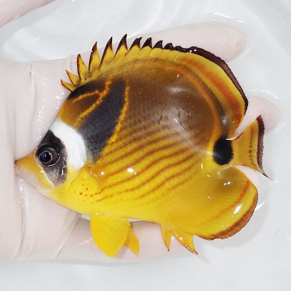 【現物4】チョウハン 11cm±! 海水魚 チョウチョウウオ 15時までのご注文...