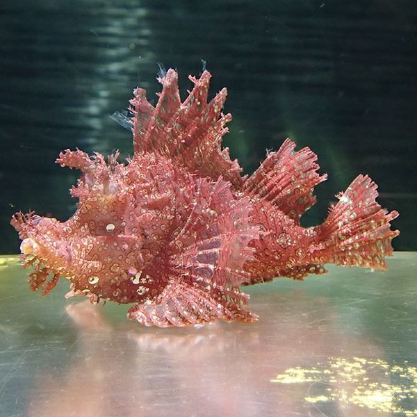【現物5】ボロカサゴ 18cm± !海水魚 カサゴ 15時までのご注文で当日発送...