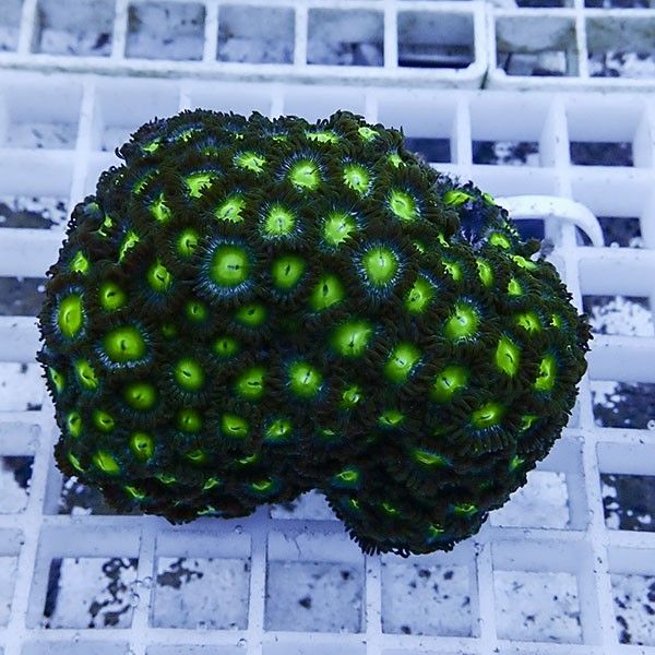 【サンゴ現物15】マメスナギンチャク !15時までのご注文で当日発送(t144