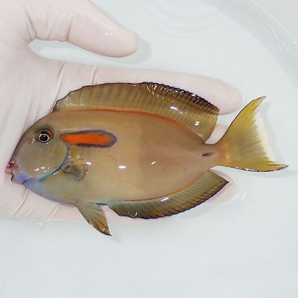 【現物1】モンツキハギ big 12.5cm±!海水魚 ハギ !15時までのご注文で当...