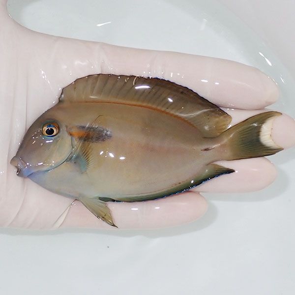 【現物2】モンツキハギ big 11cm±!海水魚 ハギ 15時までのご注文で当日...