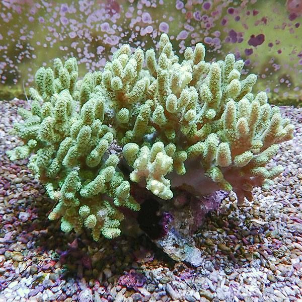 【サンゴ現物1】トサカ.sp 16-16cm 沖縄産!15時までのご注文で当日発送 ...
