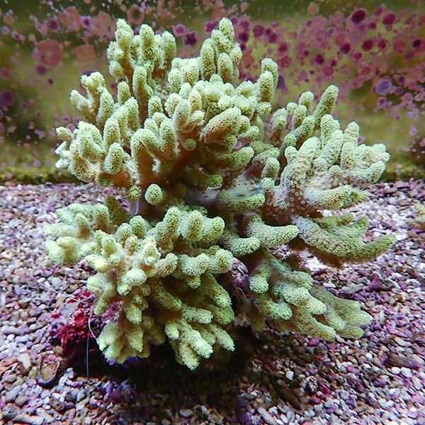 【サンゴ現物2】トサカ.sp 16-18cm 沖縄産!15時までのご注文で当日発送 ...