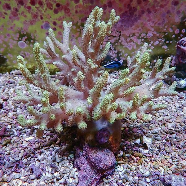【サンゴ現物3】トサカ.sp 15-15cm 沖縄産!15時までのご注文で当日発送 ...