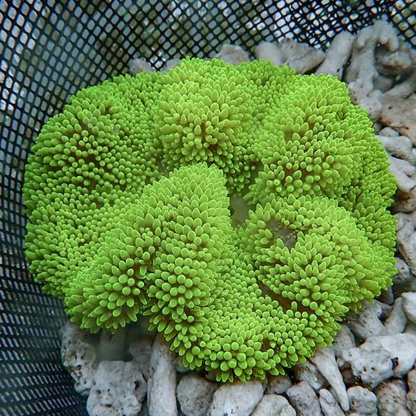 【現物1】ハタゴイソギンチャク グリーン 12-14cm±!15時までのご注文で...