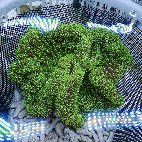 【現物2】ハタゴイソギンチャク グリーン 18-20cm±!15時までのご注文で...