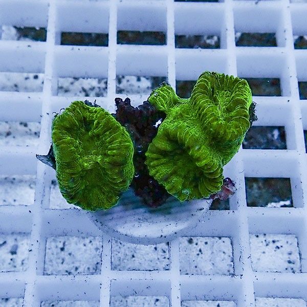 【サンゴ現物2】タバネサンゴ! 15時までのご注文で当日発送 【サンゴ】