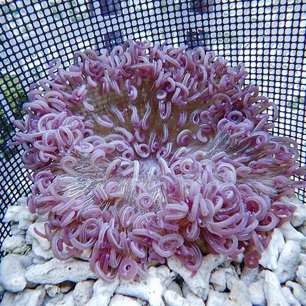 【現物】ロングテンタクル　パープル 16-18cm±!15時までのご注文で当日...